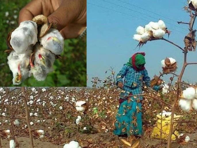 Labor for cotton picking! 8 to 12 rupees per kg | कापूस वेचणीसाठी मजुरांची वणवण! एका किलोला मोजावे लागतात ८ ते १२ रुपये Labor for cotton picking! 8 to 12 rupees per kg | कापूस वेचणीसाठी मजुरांची वणवण! एका किलोला मोजावे लागतात ८ ते १२ रुपये