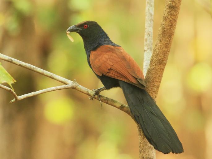 Good Time Sign: Foretelling's come before good days come; Also, these things appear! | Good Time Sign: अच्छे दिन येण्याआधी मिळतात पूर्वसंकेत; तसेच दिसतात 'या'गोष्टी! Good Time Sign: Foretelling's come before good days come; Also, these things appear! | Good Time Sign: अच्छे दिन येण्याआधी मिळतात पूर्वसंकेत; तसेच दिसतात 'या'गोष्टी!