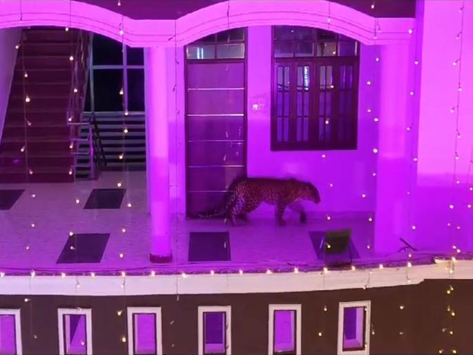 A leopard gatecrashed a wedding in Lucknow, causing panic | जीव वाचवण्यासाठी पळाले वऱ्हाडी मंडळी जेव्हा लग्नात ‘जेवायला’ आला बिबट्या अन्... A leopard gatecrashed a wedding in Lucknow, causing panic | जीव वाचवण्यासाठी पळाले वऱ्हाडी मंडळी जेव्हा लग्नात ‘जेवायला’ आला बिबट्या अन्...