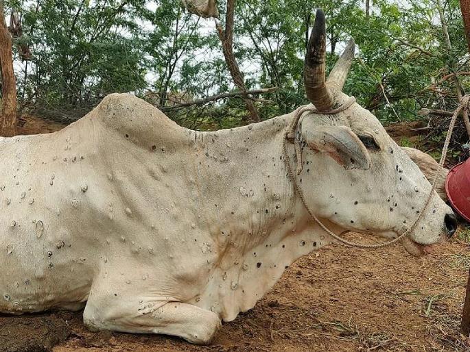 Animal husbandry, be careful, 'Lumpi' enters Soygaon; 7 animals infected | पशुपालकांनो काळजी घ्या; सोयगावात ‘लम्पी’चा शिरकाव, ७ जनावरांना लागण Animal husbandry, be careful, 'Lumpi' enters Soygaon; 7 animals infected | पशुपालकांनो काळजी घ्या; सोयगावात ‘लम्पी’चा शिरकाव, ७ जनावरांना लागण