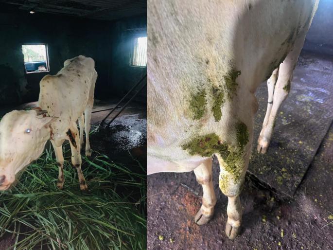 lumpy entry again in panvel disease viral in the village of wawanje | पनवेलमध्ये पुन्हा लम्पीचा शिरकाव? वावंजे गावात साथ lumpy entry again in panvel disease viral in the village of wawanje | पनवेलमध्ये पुन्हा लम्पीचा शिरकाव? वावंजे गावात साथ