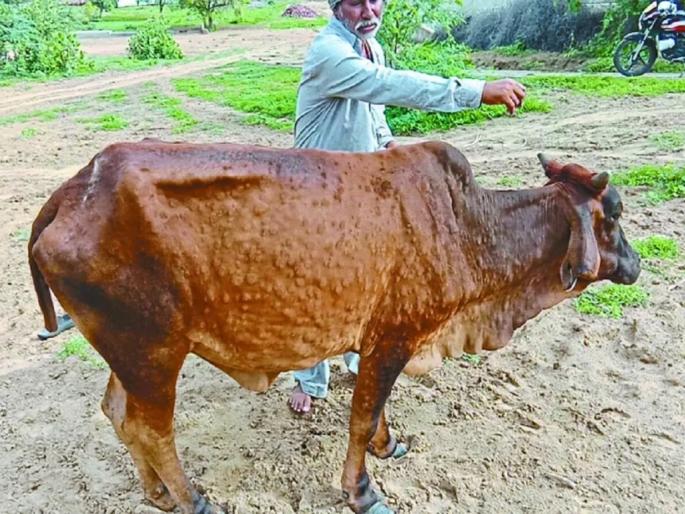 lumpy outbreak subsided with only 33 currently infected | लम्पीचा प्रादुर्भाव ओसरला, सध्या केवळ ३३ बाधित lumpy outbreak subsided with only 33 currently infected | लम्पीचा प्रादुर्भाव ओसरला, सध्या केवळ ३३ बाधित
