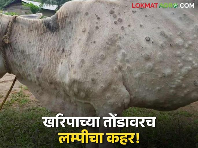 latest news Lumpy Skin Diseases: Lumpy 'attack' even before Kharip; Animals on the streets, 'zero' measures Read in detail | Lumpy Skin Diseases : खरिपाआधीच लम्पीचा 'हल्ला'; जनावरे रस्त्यावर, उपाययोजना 'शून्य' वाचा सविस्तर latest news Lumpy Skin Diseases: Lumpy 'attack' even before Kharip; Animals on the streets, 'zero' measures Read in detail | Lumpy Skin Diseases : खरिपाआधीच लम्पीचा 'हल्ला'; जनावरे रस्त्यावर, उपाययोजना 'शून्य' वाचा सविस्तर
