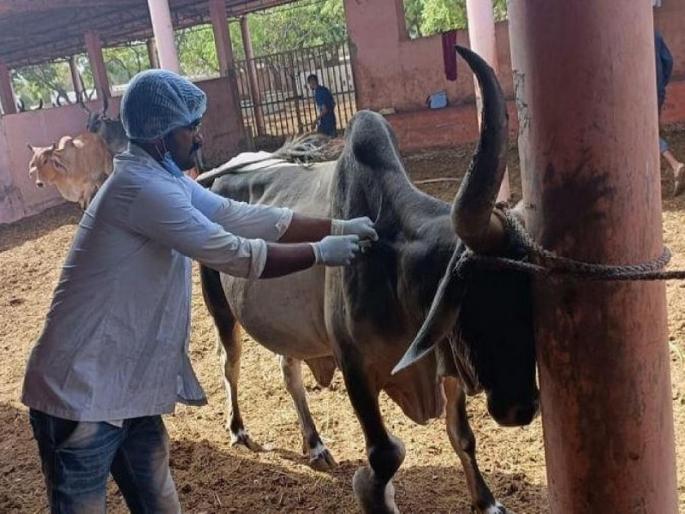 Lumpy is spreading fast 10,000 cattle were disturbed in the state within ten days | Lumpy Virus: लम्पी वेगाने पसरतोय! राज्यात दहा दिवसांतच १० हजार गुरांना बाधा Lumpy is spreading fast 10,000 cattle were disturbed in the state within ten days | Lumpy Virus: लम्पी वेगाने पसरतोय! राज्यात दहा दिवसांतच १० हजार गुरांना बाधा