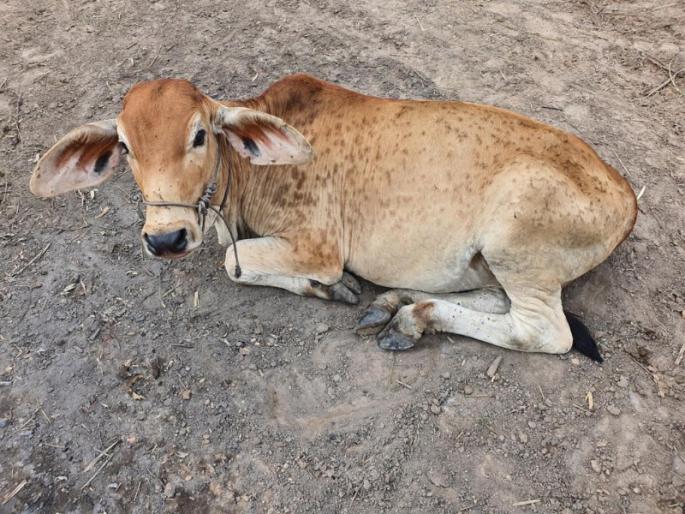 what are measures against lumpy disease in calves | वासरांमधील लम्पीरोगावर अशा करा उपाययोजना what are measures against lumpy disease in calves | वासरांमधील लम्पीरोगावर अशा करा उपाययोजना