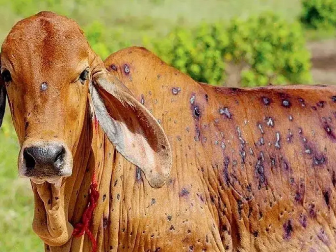With 'lumpi' now under control; 200 cattle rearers of Chhatrapati Sambhajinagar district are waiting for financial assistance | सहा महिन्यांत ‘लम्पी’ने दगावली २७६ जनावरे; २०० पशुपालकांना अर्थसहाय्याची प्रतीक्षा With 'lumpi' now under control; 200 cattle rearers of Chhatrapati Sambhajinagar district are waiting for financial assistance | सहा महिन्यांत ‘लम्पी’ने दगावली २७६ जनावरे; २०० पशुपालकांना अर्थसहाय्याची प्रतीक्षा