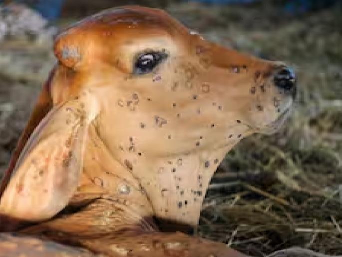 animals are again affected by lumpy disease In Kolhapur district Concerns among pastoralists | Kolhapur: ‘लम्पी’चा गायींना ताप, पशुपालकांना फुटला घाम; लसीकरण तरीही धोका animals are again affected by lumpy disease In Kolhapur district Concerns among pastoralists | Kolhapur: ‘लम्पी’चा गायींना ताप, पशुपालकांना फुटला घाम; लसीकरण तरीही धोका