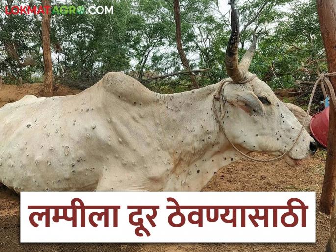 Latest News dairy farming Do these 14 things in cowshed for lumpy disease read in details | Lumpy Disease : गोठ्यात करा या 14 गोष्टी, कधीही होणार नाही जीवघेणा लम्पी आजार, वाचा सविस्तर