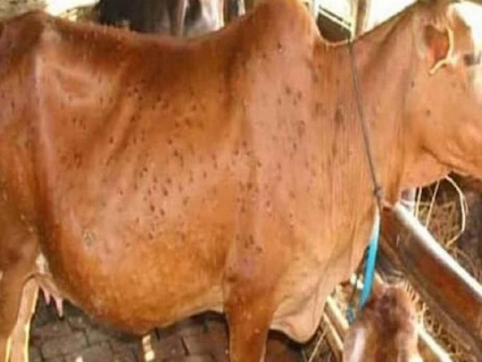 Lumpy is back, what will you do to save the livestock | लम्पी परत आलाय, पशुधन वाचविण्यासाठी काय कराल Lumpy is back, what will you do to save the livestock | लम्पी परत आलाय, पशुधन वाचविण्यासाठी काय कराल