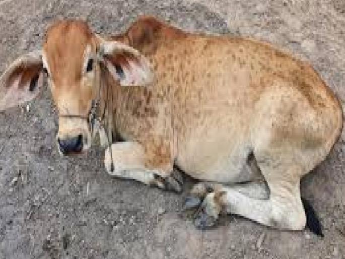 So far 350 animals are infected with lumpy in Satara district | सातारा जिल्ह्यातील आठ तालुक्यात लम्पीचा शिरकाव, कऱ्हाडला धोका वाढला  So far 350 animals are infected with lumpy in Satara district | सातारा जिल्ह्यातील आठ तालुक्यात लम्पीचा शिरकाव, कऱ्हाडला धोका वाढला