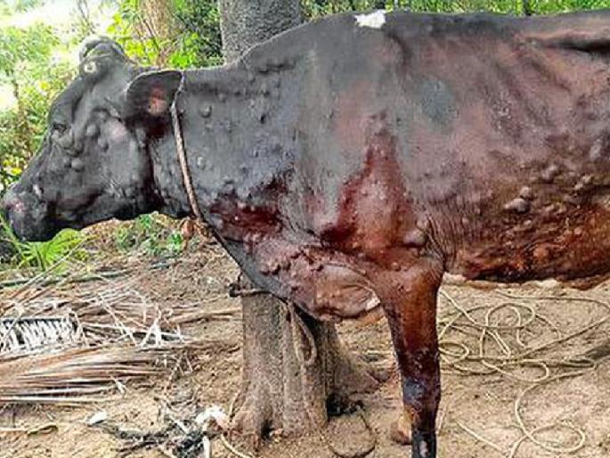 Lumpy outbreak increased in Ratnagiri district, 752 animals infected | रत्नागिरी जिल्ह्यात लम्पीचा प्रादुर्भाव वाढला, ७५२ जनावरांना लागण Lumpy outbreak increased in Ratnagiri district, 752 animals infected | रत्नागिरी जिल्ह्यात लम्पीचा प्रादुर्भाव वाढला, ७५२ जनावरांना लागण