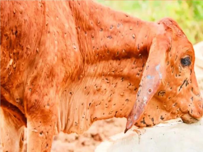 Livestock death due to lumpy increases in Sangli district, 24 animals killed in a day | सांगली जिल्ह्यात लम्पीमुळे पशुधनाचा मृत्यू होण्याचे प्रमाण वाढले, दिवसात २४ जनावरांचा बळी Livestock death due to lumpy increases in Sangli district, 24 animals killed in a day | सांगली जिल्ह्यात लम्पीमुळे पशुधनाचा मृत्यू होण्याचे प्रमाण वाढले, दिवसात २४ जनावरांचा बळी