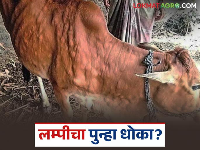 latest news Lumpy Skin Disease : Lumpy has raised its head again; Read in detail about symptoms, care and remedies | Lumpy Skin Disease : लम्पीने पुन्हा डोकं वर काढलं; लक्षणं, काळजी आणि उपाय वाचा सविस्तर