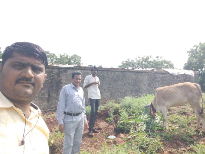 Intrusion of Lumpy Disease in Hingoli District; Vaccination in the area of nine villages | हिंगोली जिल्ह्यात लम्पी आजाराचा शिरकाव; नऊ गावांच्या परिसरात लसीकरण Intrusion of Lumpy Disease in Hingoli District; Vaccination in the area of nine villages | हिंगोली जिल्ह्यात लम्पी आजाराचा शिरकाव; नऊ गावांच्या परिसरात लसीकरण