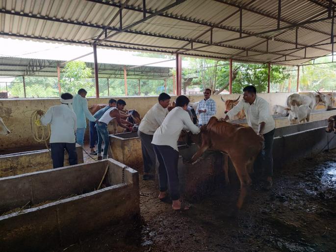 Outbreak of Lumpy in Ashti, vaccination of 20 thousand animals in 45 villages | आष्टीत लंपीचा प्रादुर्भाव, ४५ गावांतील २० हजार जनावरांचे लसीकरण Outbreak of Lumpy in Ashti, vaccination of 20 thousand animals in 45 villages | आष्टीत लंपीचा प्रादुर्भाव, ४५ गावांतील २० हजार जनावरांचे लसीकरण