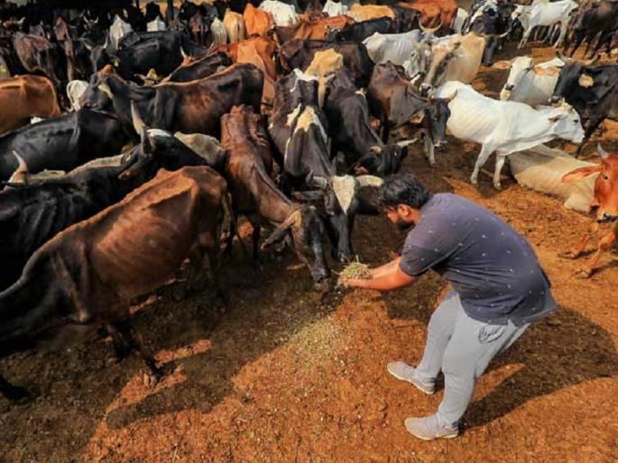 Lumpy Skin Disease vaccination of 100 percent animals in maharashtra | Lumpy Skin Disease: राज्यात १०० टक्के जनावरांचे लसीकरण पूर्ण Lumpy Skin Disease vaccination of 100 percent animals in maharashtra | Lumpy Skin Disease: राज्यात १०० टक्के जनावरांचे लसीकरण पूर्ण
