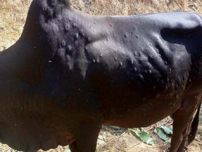 The speed of vaccination of cow bovine livestock in the state will increase | राज्यातील गोवंशीय पशुधनाच्या लसीकरणाचा वेग वाढणार The speed of vaccination of cow bovine livestock in the state will increase | राज्यातील गोवंशीय पशुधनाच्या लसीकरणाचा वेग वाढणार