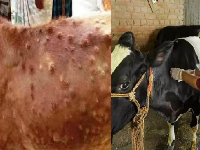 Lumpy killed 202 animals; 41 lakhs compensation to owners | लम्पीने २०२ जनावरांचा मृत्यू; मालकांना ४१ लाखांची भरपाई Lumpy killed 202 animals; 41 lakhs compensation to owners | लम्पीने २०२ जनावरांचा मृत्यू; मालकांना ४१ लाखांची भरपाई