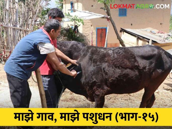 Lumpy skin disease is not an option without vaccination | Lumpy Skin लंपी चर्मरोगासाठी लसीकरणाशिवाय पर्याय नाही