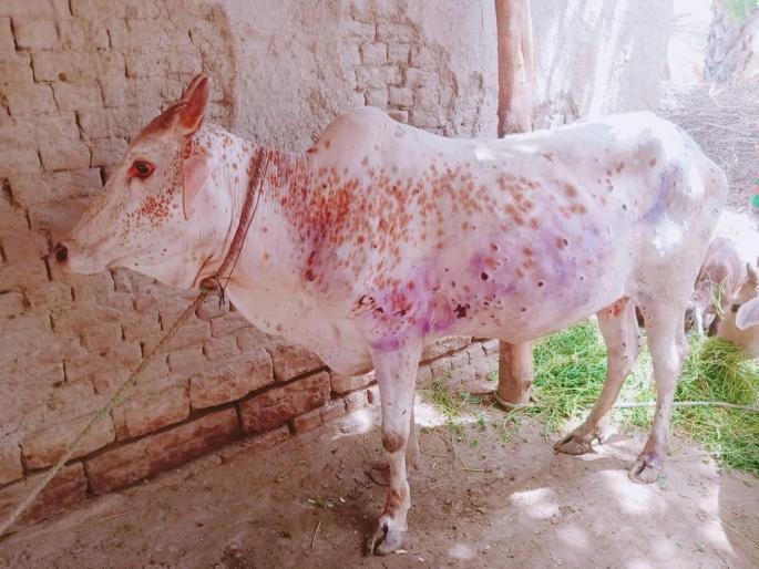 Lumpy skin disease outbreak in 102 livestock in 16 villages of Latur district | लातूर जिल्ह्यातील १६ गावांतील १०२ पशुधनांना लम्पी चर्मरोगाचा प्रादुर्भाव Lumpy skin disease outbreak in 102 livestock in 16 villages of Latur district | लातूर जिल्ह्यातील १६ गावांतील १०२ पशुधनांना लम्पी चर्मरोगाचा प्रादुर्भाव