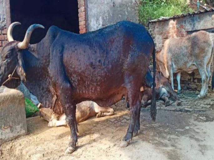 Invasion of lumpy everywhere in Washim district; Animal problem in Shirpur in Malegaon | वाशिम जिल्ह्यात सर्वत्र लम्पीचा शिरकाव; मालेगावातील शिरपुरातही जनावराला बाधा  Invasion of lumpy everywhere in Washim district; Animal problem in Shirpur in Malegaon | वाशिम जिल्ह्यात सर्वत्र लम्पीचा शिरकाव; मालेगावातील शिरपुरातही जनावराला बाधा