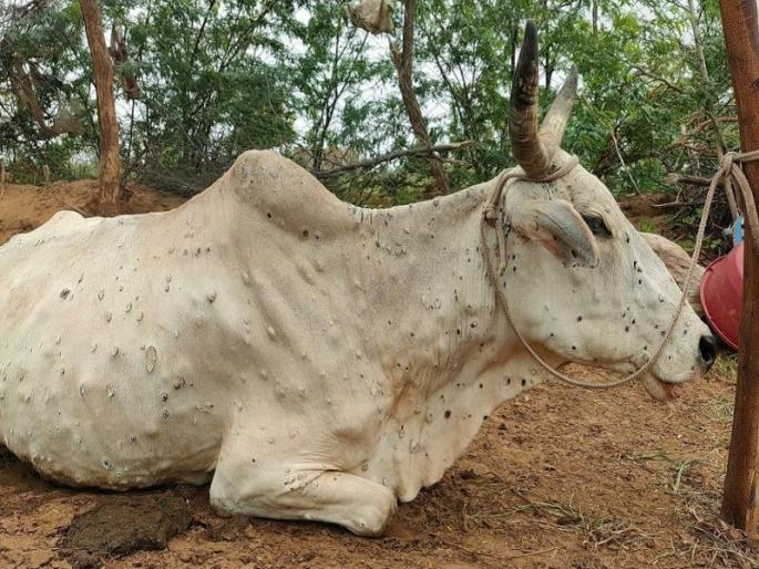 532 animals affected in 5 days with increasing Lumpy infection despite vaccination; 36 infected animals died | लसीकरणानंतरही लम्पीचा संसर्ग वाढता पाच दिवसांत ५३२ जनावरांना बाधा; ३६ बाधित जनावरांचा गेला बळी 532 animals affected in 5 days with increasing Lumpy infection despite vaccination; 36 infected animals died | लसीकरणानंतरही लम्पीचा संसर्ग वाढता पाच दिवसांत ५३२ जनावरांना बाधा; ३६ बाधित जनावरांचा गेला बळी