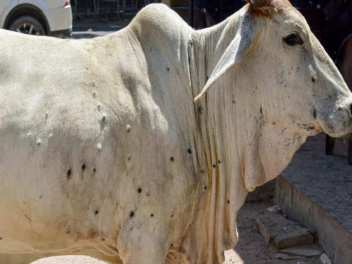 In Malegaon taluka bull infected with lumpy; Vaccination of animals | मालेगाव तालुक्यात बैलाला लम्पीची लागण; जनावरांचे केले लसीकरण In Malegaon taluka bull infected with lumpy; Vaccination of animals | मालेगाव तालुक्यात बैलाला लम्पीची लागण; जनावरांचे केले लसीकरण