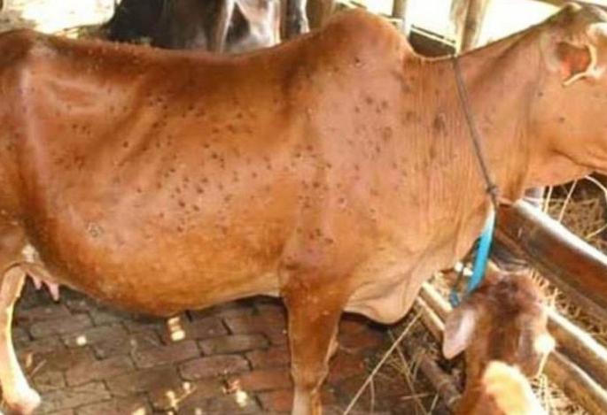 Lampi's report in Akola, Barshitakali taluka 'positive'! | अकोला, बार्शीटाकळी तालुक्यात लम्पीचे अहवाल ‘पॉझिटिव्ह’! Lampi's report in Akola, Barshitakali taluka 'positive'! | अकोला, बार्शीटाकळी तालुक्यात लम्पीचे अहवाल ‘पॉझिटिव्ह’!