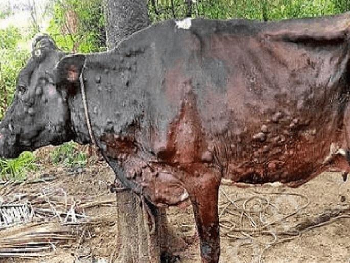 Entry of Lumpy in 95 villages of Satara district, The concern of the administration also increased along with the farmer | सातारा जिल्ह्यातील ९५ गावांत लम्पीचा शिरकाव, बळिराजाबरोबरच प्रशासनाचीही चिंता वाढली Entry of Lumpy in 95 villages of Satara district, The concern of the administration also increased along with the farmer | सातारा जिल्ह्यातील ९५ गावांत लम्पीचा शिरकाव, बळिराजाबरोबरच प्रशासनाचीही चिंता वाढली