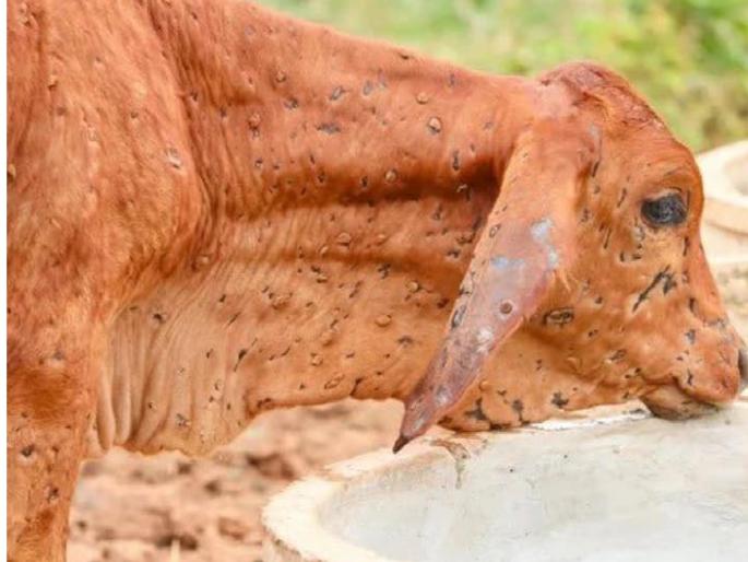Lumpy skin disease crisis in Satara district is over, 20 thousand animals are affected so far | सातारा जिल्ह्यातील लम्पी चर्मरोगाचे संकट संपले, आतापर्यंत २० हजार जनावरे बाधित Lumpy skin disease crisis in Satara district is over, 20 thousand animals are affected so far | सातारा जिल्ह्यातील लम्पी चर्मरोगाचे संकट संपले, आतापर्यंत २० हजार जनावरे बाधित