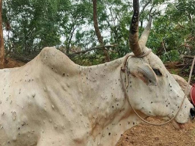 The spread of lumpy disease is increasing rapidly in Satara district 30 animals die, 629 animals are infected | सातारा जिल्ह्यात झपाट्याने वाढतोय लम्पीचा प्रसार; ३० जनावरांचा मृत्यू, ६२९ जनावरे बाधित The spread of lumpy disease is increasing rapidly in Satara district 30 animals die, 629 animals are infected | सातारा जिल्ह्यात झपाट्याने वाढतोय लम्पीचा प्रसार; ३० जनावरांचा मृत्यू, ६२९ जनावरे बाधित