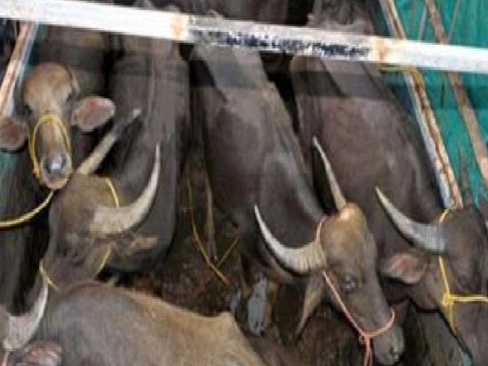 Conditional permission for movement of buffaloes in the background of Lumpy | लम्पीच्या पार्श्वभूमीवर म्हैशींच्या वाहतुकीला सशर्त परवानगी, पण.. Conditional permission for movement of buffaloes in the background of Lumpy | लम्पीच्या पार्श्वभूमीवर म्हैशींच्या वाहतुकीला सशर्त परवानगी, पण..