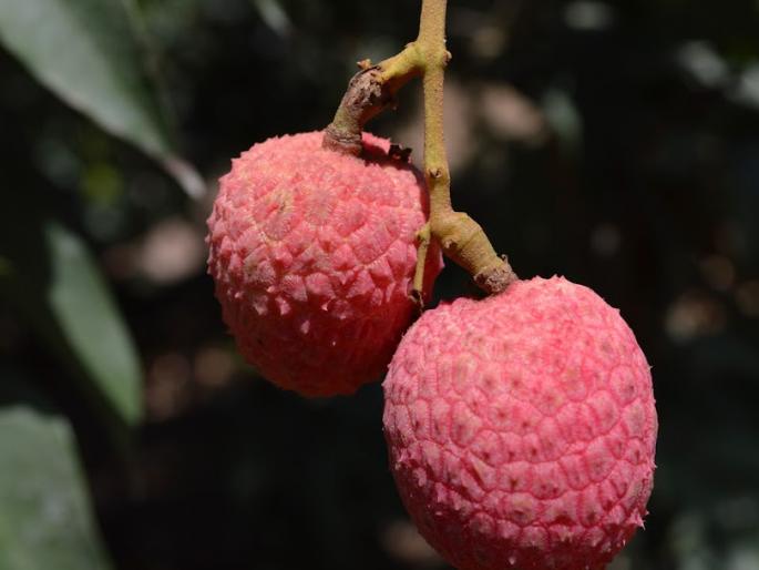 want to eat lychee come on to bordi | लिची खायचीय? चला, बोर्डीला! want to eat lychee come on to bordi | लिची खायचीय? चला, बोर्डीला!