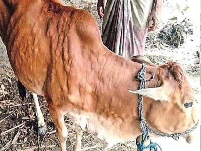 Lumpy disease again in Sangli district, 1289 animals affected | सांगली जिल्ह्यात पुन्हा 'लम्पी'चा शिरकाव, १२८९ जनावरे बाधित; पशुसंवर्धन विभाग सतर्क Lumpy disease again in Sangli district, 1289 animals affected | सांगली जिल्ह्यात पुन्हा 'लम्पी'चा शिरकाव, १२८९ जनावरे बाधित; पशुसंवर्धन विभाग सतर्क