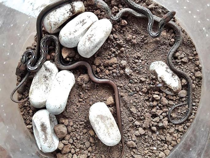 After 65 days, 10 snakes are born from 11 egg | ६५ दिवसांनी ११ अंड्यांतून १० सर्पांचा जन्म After 65 days, 10 snakes are born from 11 egg | ६५ दिवसांनी ११ अंड्यांतून १० सर्पांचा जन्म