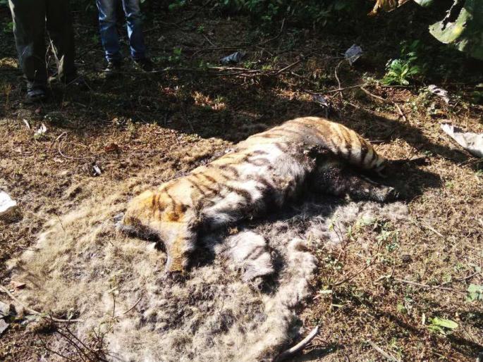 Leopard tiger hunt in Brahmapuri forest department in Chandrapur; The two were taken into custody | चंद्रपूरमध्ये ब्रह्मपुरी वनविभागात पट्टेदार वाघाची शिकार; दोघांना ताब्यात घेतले Leopard tiger hunt in Brahmapuri forest department in Chandrapur; The two were taken into custody | चंद्रपूरमध्ये ब्रह्मपुरी वनविभागात पट्टेदार वाघाची शिकार; दोघांना ताब्यात घेतले