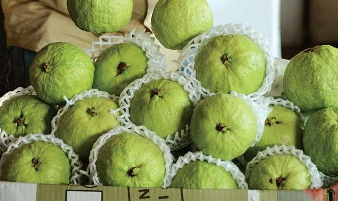 Peru also dominates the fruit market; 3 tonnes arrives daily in Mumbai | फळांच्या बाजारात पेरूचाही दबदबा; मुंबईत दररोज ५० टन आवक Peru also dominates the fruit market; 3 tonnes arrives daily in Mumbai | फळांच्या बाजारात पेरूचाही दबदबा; मुंबईत दररोज ५० टन आवक