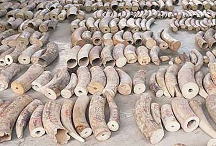 4 ton smugglers seized in Singapore | सिंगापूरमध्ये तस्करीचे ९ टन हस्तीदंत जप्त