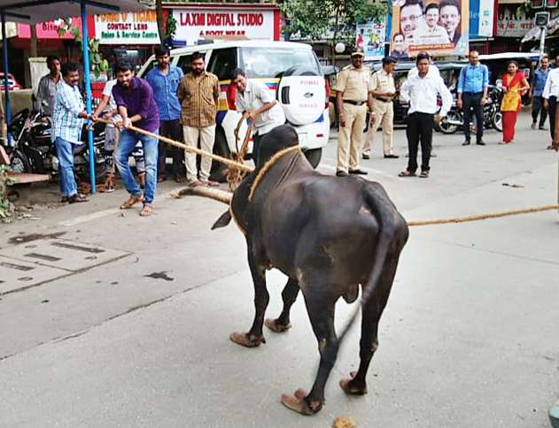 The bull caught again in front of the IIT gate | आयआयटी गेटसमोर पुन्हा पकडला बैल