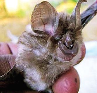 An Unique Weapon Tragedy of the Horse Shoe in Nature Gondiat; Approval of ZSI | निसर्गसंपन्न गोंदियात ‘हॉर्स शू’ या अनोख्या वटवाघळाची नोंद; झेडएसआयची मान्यता An Unique Weapon Tragedy of the Horse Shoe in Nature Gondiat; Approval of ZSI | निसर्गसंपन्न गोंदियात ‘हॉर्स शू’ या अनोख्या वटवाघळाची नोंद; झेडएसआयची मान्यता