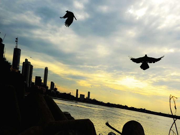 'Car', 'Maha' caused the Arabian sea to sink; There will be torrential rains along the coast of Maharashtra | ‘क्यार’, ‘महा’मुळे अरबी समुद्र खवळला; महाराष्ट्राच्या किनारपट्टीवर मुसळधार पाऊस पडणार 'Car', 'Maha' caused the Arabian sea to sink; There will be torrential rains along the coast of Maharashtra | ‘क्यार’, ‘महा’मुळे अरबी समुद्र खवळला; महाराष्ट्राच्या किनारपट्टीवर मुसळधार पाऊस पडणार