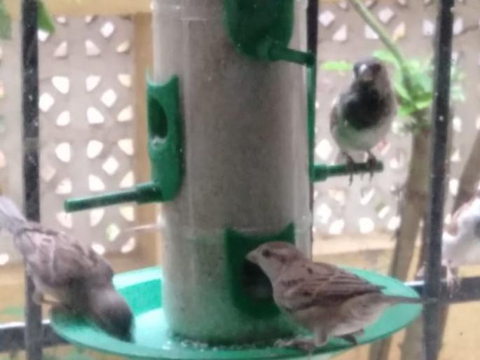 Birds came to the balcony of homes in dombiwali | पक्षी आले अंगणी; एमआयडीसीमध्ये घेतली भरारी Birds came to the balcony of homes in dombiwali | पक्षी आले अंगणी; एमआयडीसीमध्ये घेतली भरारी