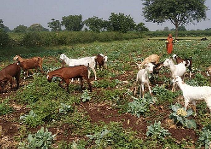  The farm is free for goats | बकऱ्यांसाठी शेत केले मोकळे
