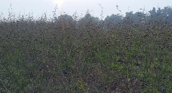 Impact of changing weather crops | बदलत्या हवामानाचा पिकांवर परिणाम