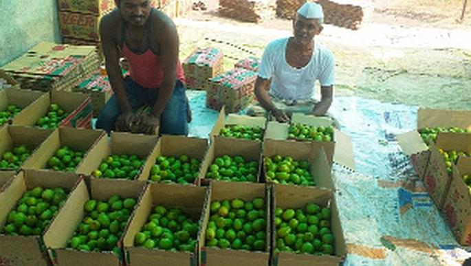 Demand for Boris boroughs overseas | बोरीसच्या बोरांना परराज्यात मागणी Demand for Boris boroughs overseas | बोरीसच्या बोरांना परराज्यात मागणी