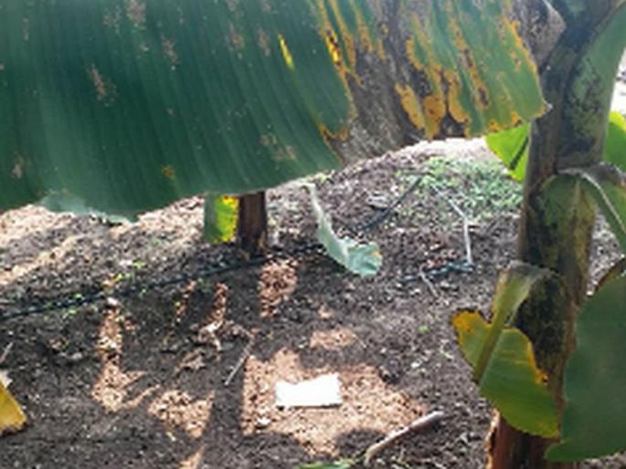 Banana-tomato growers worried about Karpa's disease | करपा रोगाच्या भितीने केळी-टोमॅटो उत्पादक चिंतेत Banana-tomato growers worried about Karpa's disease | करपा रोगाच्या भितीने केळी-टोमॅटो उत्पादक चिंतेत