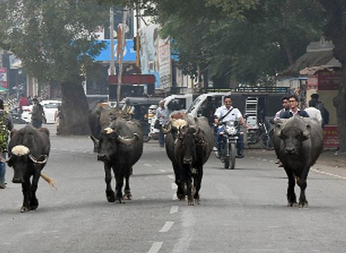 View of the cattle marathon on the main road | मुख्य रस्त्यावर गुरांच्या ‘मॅरेथॉन’ चे दर्शन