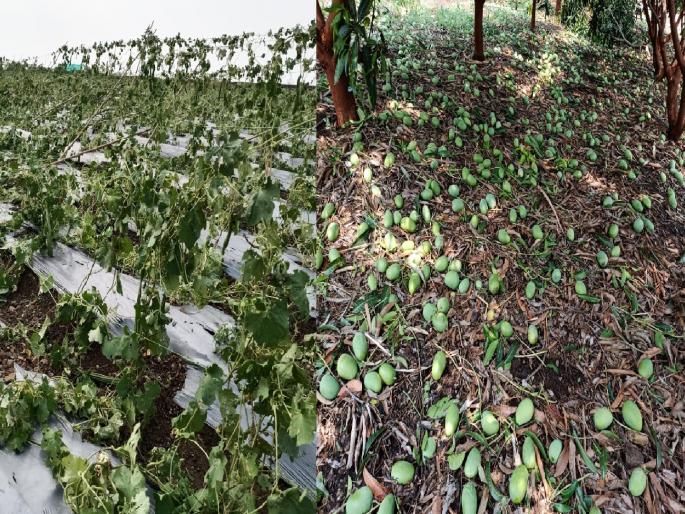 Damage to mango and vineyards in Maan taluka satara | माण तालुक्यात वळवाने आंबा, द्राक्ष बागांचे नुकसान Damage to mango and vineyards in Maan taluka satara | माण तालुक्यात वळवाने आंबा, द्राक्ष बागांचे नुकसान