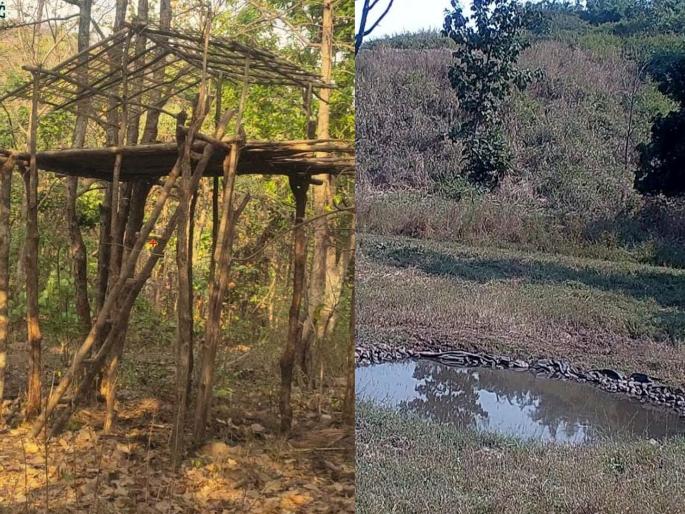 Jungle Safari in Ambabarwa Sanctuary will be closed for two days; Decision of wildlife department based on animal census | अंबाबरवा अभयारण्यात दोन दिवस बंद राहणार जंगल सफारी; प्राणी गणनेच्या पृष्ठभूमीवर वन्यजीव विभागाचा निर्णय Jungle Safari in Ambabarwa Sanctuary will be closed for two days; Decision of wildlife department based on animal census | अंबाबरवा अभयारण्यात दोन दिवस बंद राहणार जंगल सफारी; प्राणी गणनेच्या पृष्ठभूमीवर वन्यजीव विभागाचा निर्णय