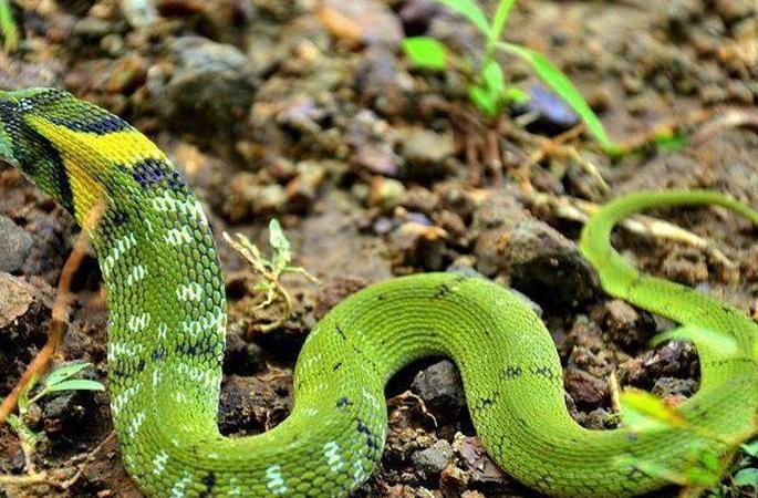 An hour and a half surgery on a grass snake; Abscess overcomes illness | गवत्या सापावर दीड तास चाचली शस्त्रक्रिया; अबसेस आजारावर केली मात An hour and a half surgery on a grass snake; Abscess overcomes illness | गवत्या सापावर दीड तास चाचली शस्त्रक्रिया; अबसेस आजारावर केली मात